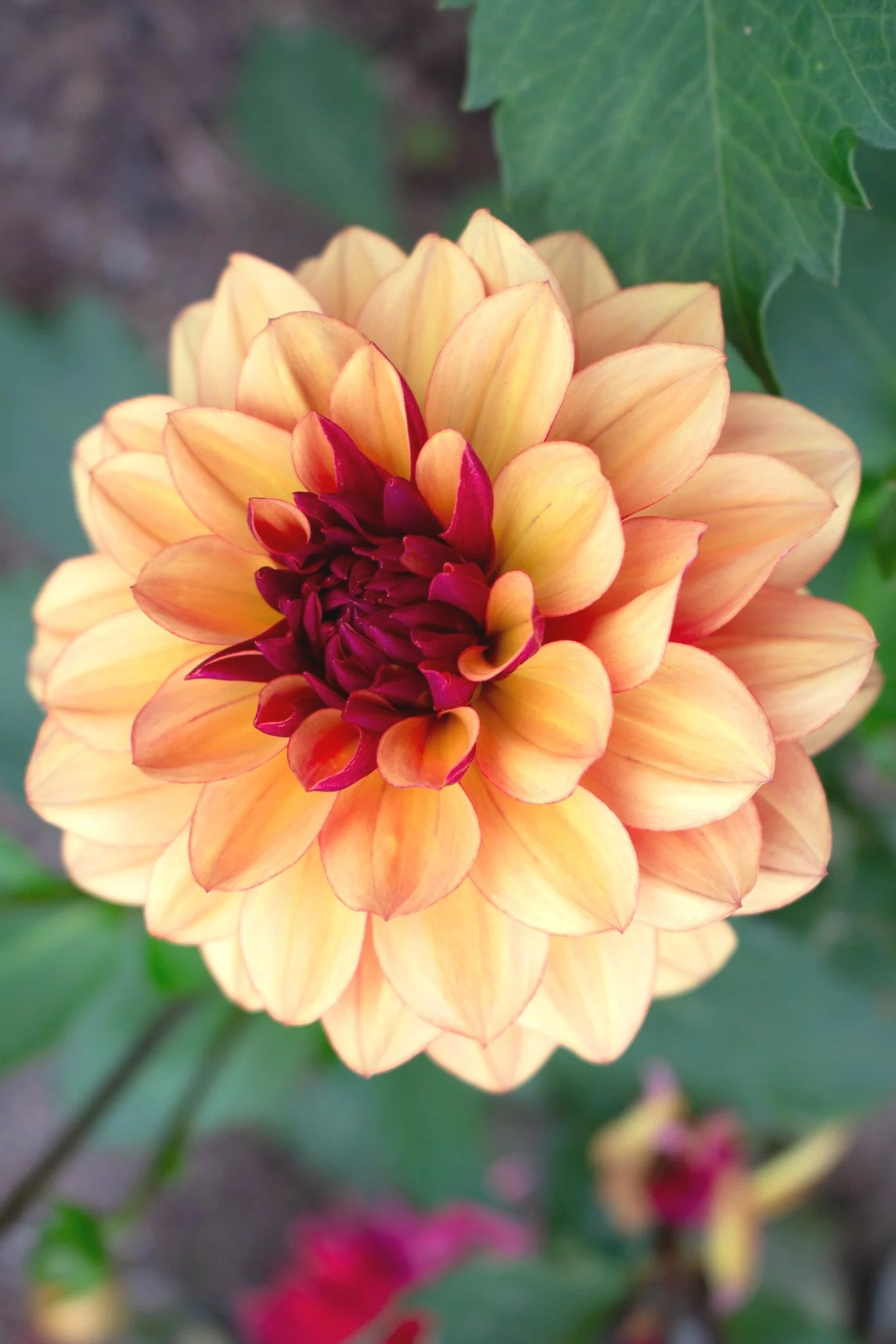 Dahlia : Creme de Cognac — ciderpress lane
